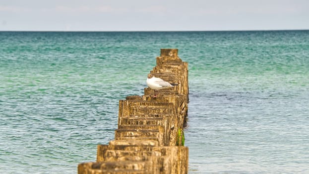 Seagull on a groyne that juts into the sea. On the Baltic Sea in Zingst. Released and with a view of the viewer