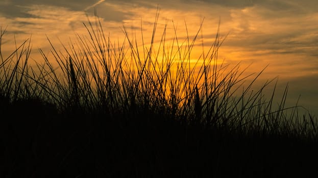 grass with sunset goose light mood in the wind. Experience nature by the sea