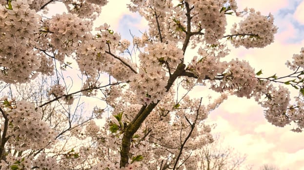 Cherry blossoms in the britzer garden in Berlin. In spring these beautiful looking flowers bloom in full splendor