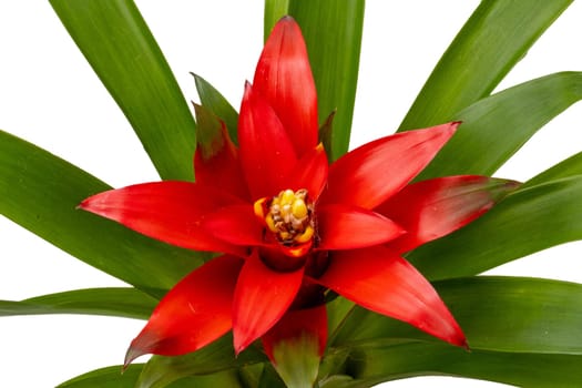 Close-up of a natural beautiful red bromeliads blossom isolated on a white background (Guzmania ligulata). Macro.