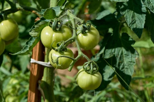 green tomatoes hanging on a branch. High quality photo