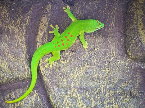 the emerald green geko is and beautiful tepid predator. It hunts insects. It is also kept in terrariums that must have a tropical climate.