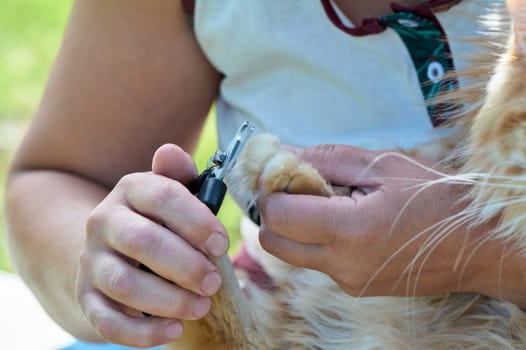 trimming the claws of a cat close-up. High quality photo