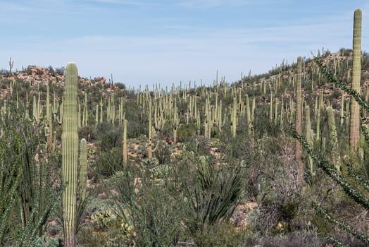 Saguaros dot the mountainside of Saguaro National Park