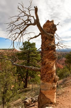 Twisted Wind Blown Dead Tree Bryce Canyon