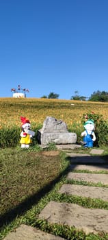 Chike Mountain, Hualien - Aug 29, 2022 : The beautiful daylily flower mountain of eastern Taiwan