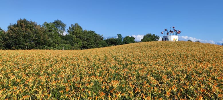 Chike Mountain, Hualien - Aug 29, 2022 : The beautiful daylily flower mountain of eastern Taiwan