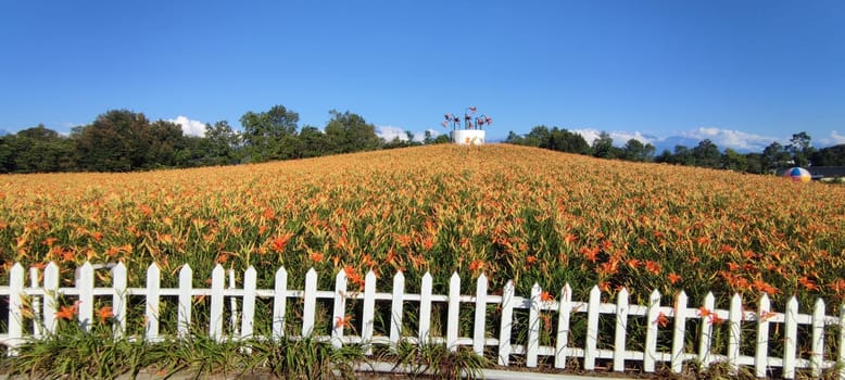 Chike Mountain, Hualien - Aug 29, 2022 : The beautiful daylily flower mountain of eastern Taiwan