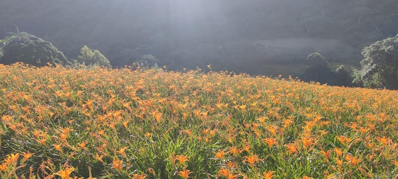 Chike Mountain, Hualien - Aug 29, 2022 : The beautiful daylily flower mountain of eastern Taiwan