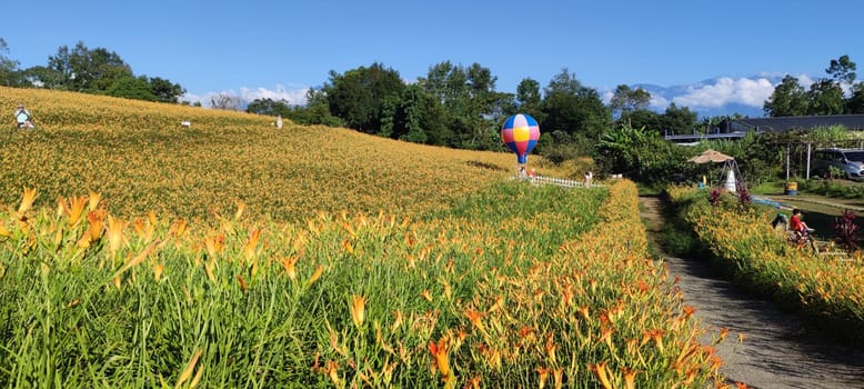 Chike Mountain, Hualien - Aug 29, 2022 : The beautiful daylily flower mountain of eastern Taiwan