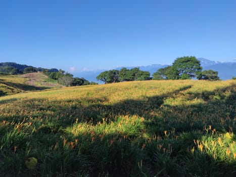 Chike Mountain, Hualien - Aug 29, 2022 : The beautiful daylily flower mountain of eastern Taiwan