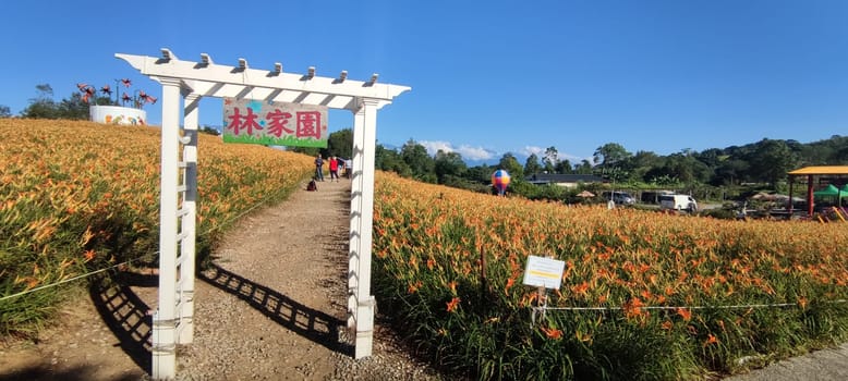 Chike Mountain, Hualien - Aug 29, 2022 : The beautiful daylily flower mountain of eastern Taiwan