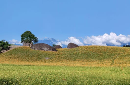 Chike Mountain, Hualien - Aug 29, 2022 : The beautiful daylily flower mountain of eastern Taiwan