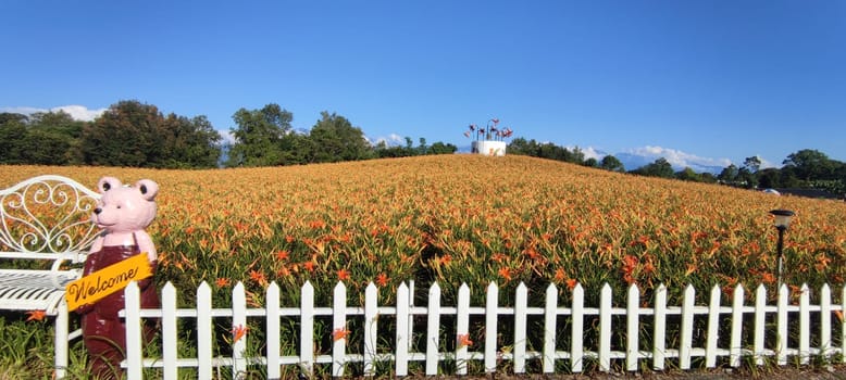 Chike Mountain, Hualien - Aug 29, 2022 : The beautiful daylily flower mountain of eastern Taiwan