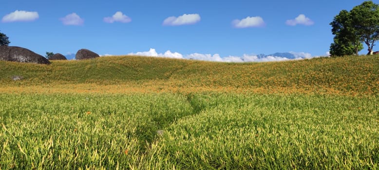 Chike Mountain, Hualien - Aug 29, 2022 : The beautiful daylily flower mountain of eastern Taiwan
