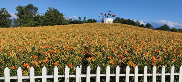 Chike Mountain, Hualien - Aug 29, 2022 : The beautiful daylily flower mountain of eastern Taiwan