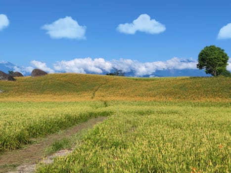 Chike Mountain, Hualien - Aug 29, 2022 : The beautiful daylily flower mountain of eastern Taiwan