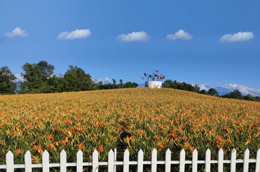 Chike Mountain, Hualien - Aug 29, 2022 : The beautiful daylily flower mountain of eastern Taiwan