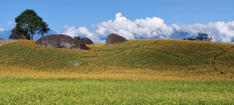 Chike Mountain, Hualien - Aug 29, 2022 : The beautiful daylily flower mountain of eastern Taiwan