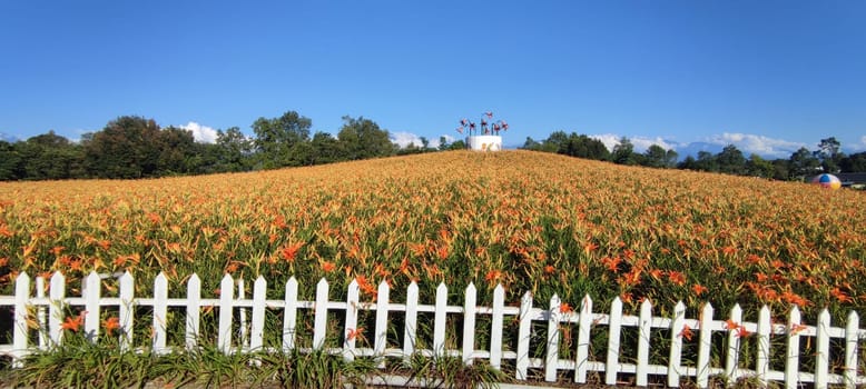 Chike Mountain, Hualien - Aug 29, 2022 : The beautiful daylily flower mountain of eastern Taiwan