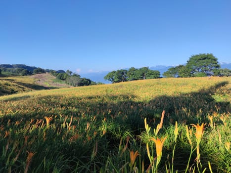 Chike Mountain, Hualien - Aug 29, 2022 : The beautiful daylily flower mountain of eastern Taiwan