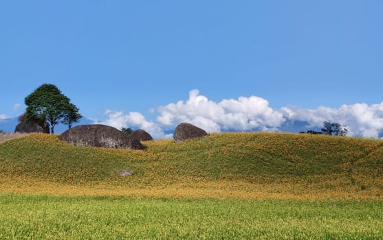 Chike Mountain, Hualien - Aug 29, 2022 : The beautiful daylily flower mountain of eastern Taiwan