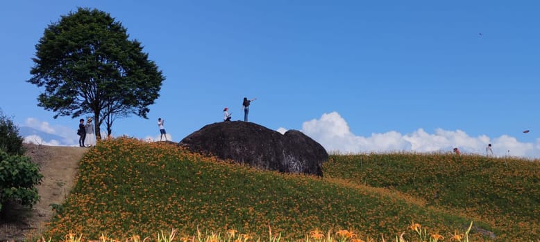 Chike Mountain, Hualien - Aug 29, 2022 : The beautiful daylily flower mountain of eastern Taiwan