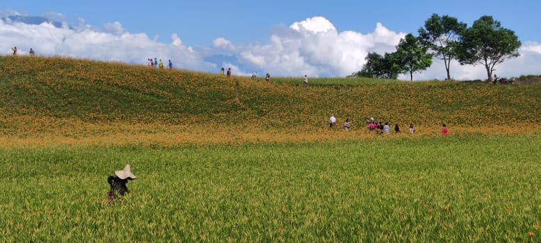 Chike Mountain, Hualien - Aug 29, 2022 : The beautiful daylily flower mountain of eastern Taiwan