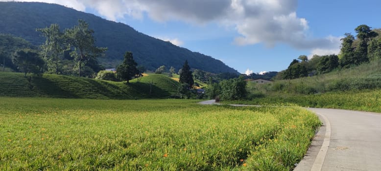 Chike Mountain, Hualien - Aug 29, 2022 : The beautiful daylily flower mountain of eastern Taiwan