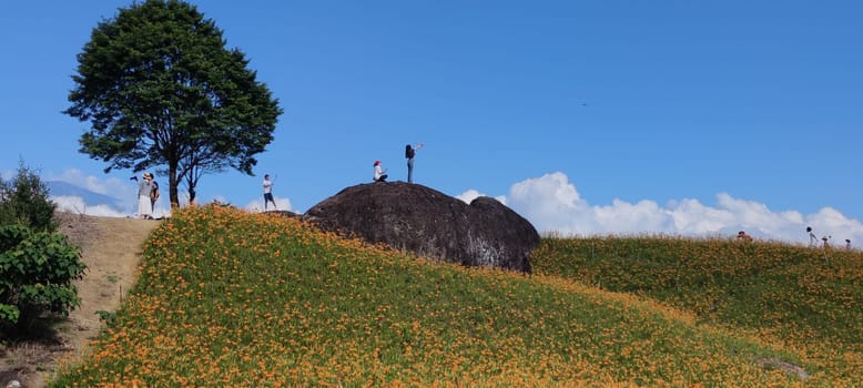 Chike Mountain, Hualien - Aug 29, 2022 : The beautiful daylily flower mountain of eastern Taiwan