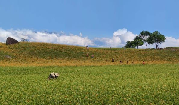 Chike Mountain, Hualien - Aug 29, 2022 : The beautiful daylily flower mountain of eastern Taiwan