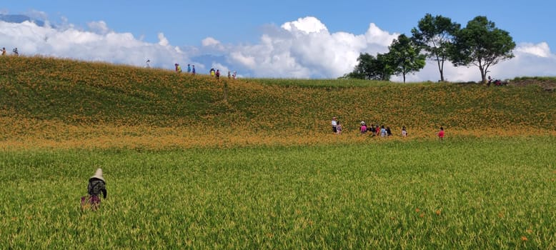 Chike Mountain, Hualien - Aug 29, 2022 : The beautiful daylily flower mountain of eastern Taiwan