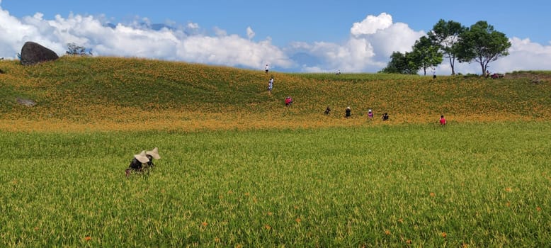 Chike Mountain, Hualien - Aug 29, 2022 : The beautiful daylily flower mountain of eastern Taiwan