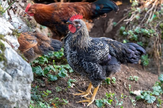 Free range chickens on a German farm in the summer sunshine
