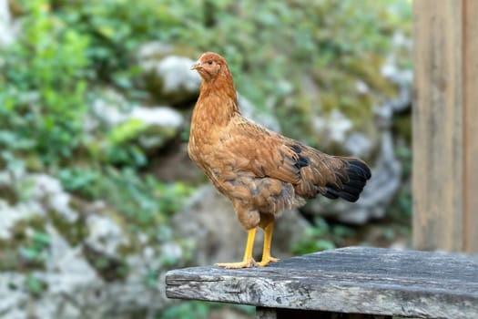 Free range chickens on a German farm in the summer sunshine