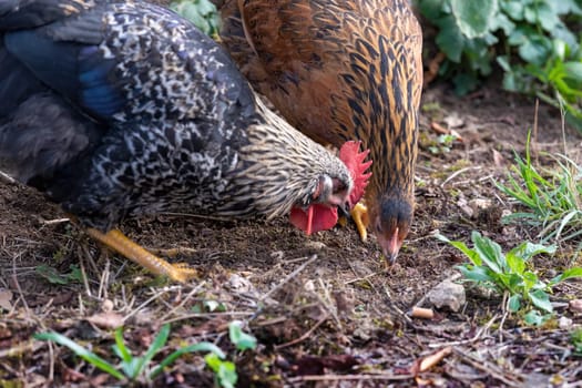 Free range chickens on a German farm in the summer sunshine