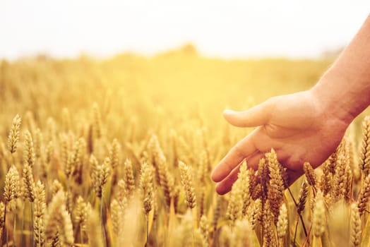 Closeup of farmer's hand over wheat ears growing in summer. Sunset over golden crop field in countryside. Agricultural growth and farming concept.