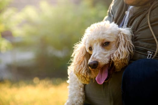 Man with his cute dog friend  playing in the park.Closeup of poodle and his owner hugging.