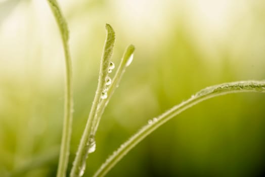 Closeup of fresh green plant with dew drops and copyspace. Green natural eco concept beckground. Leaf with water drops macro. Ecology and environment design wallpaper.