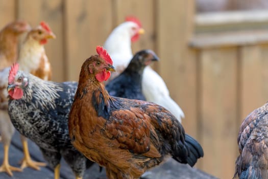 Free range chickens on a German farm in the summer sunshine