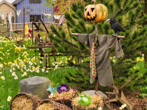 scarecrow for thanksgiving with pumpkin head. decoratively placed