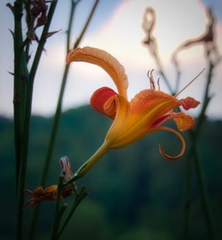 pink, yellow, orange lily isolated in front of a clearing and forest. Detail close up in late summer
