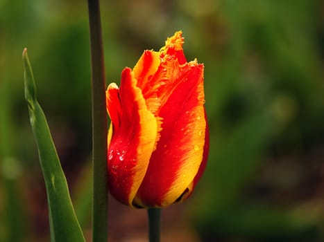Tulips depicted individually. Flower with bokeh in red and yellow. Close up of the plant