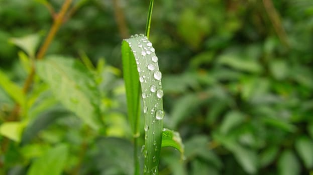 dewdrops, stuck together on a blade of grass. In the morning on a meadow. fresh green
