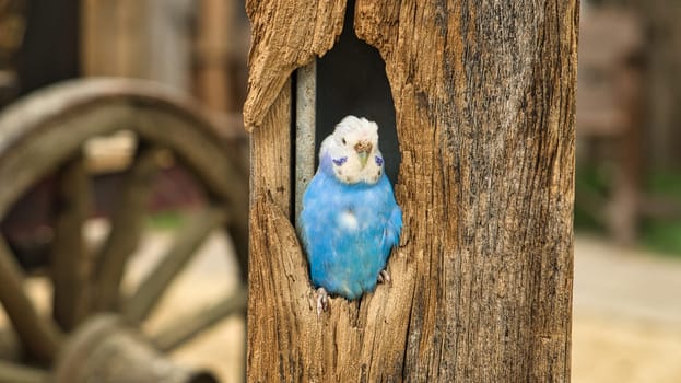 blue and white whelk in a tree cavity. close up of the bird