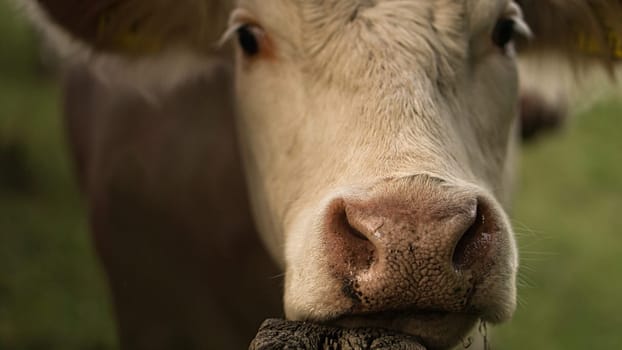 relaxed cow leaning on a fence post. She looks around with interest.
