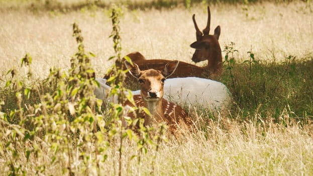 fallow deer looking at the viewer, lying in a meadow. in a pack in the shade of a tree