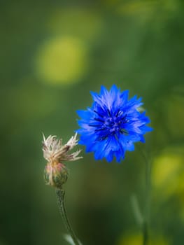 Cornflower flower single in a field. Blue shine the petals. Detail shot from natural environment.