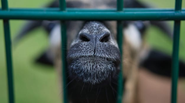 a goat in portrait where the snout is stretched towards. the snout is the sharp and meaningful point in the animal photo