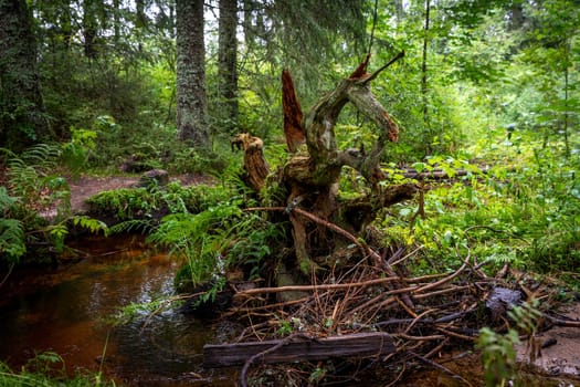 Dark bog forest with reflections in the dark water, ferns and grass